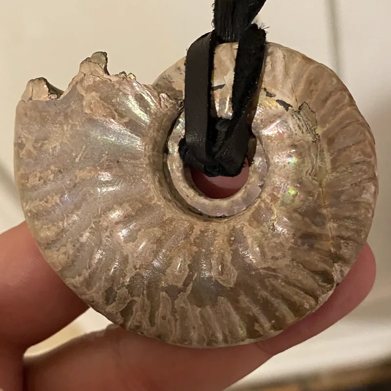 An ammonite fossil pendant on a black leather cord